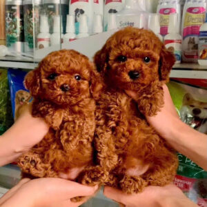 Mua Chó Poodle Hồ Chí Minh – Poodle Thuần Chủng | Đủ Size | 0961.282.505