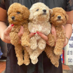 Mua Chó Poodle Sài Gòn – Poodle Thuần Chủng | 0961.282.505