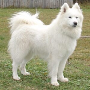 Samoyed Cái