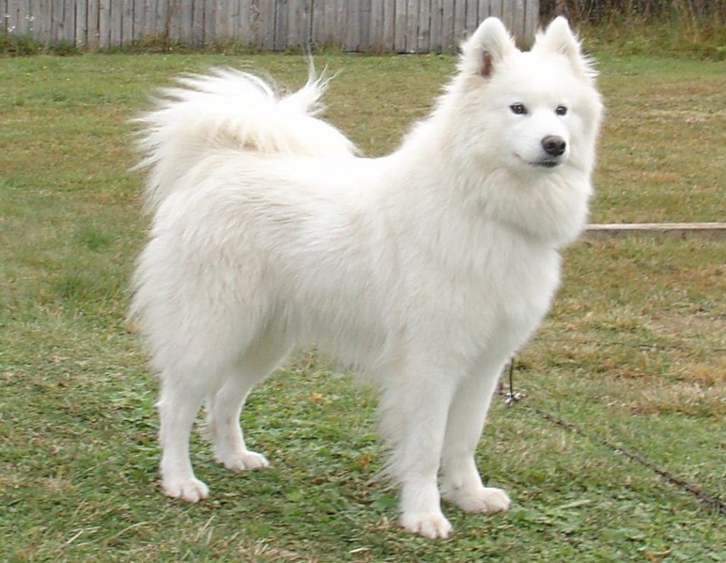 Samoyed Cái