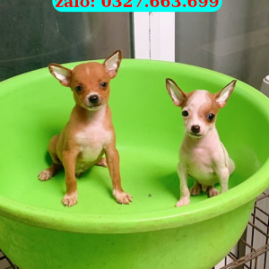 Chó Phốc Hươu Đà Nẵng – Mua Bán Mini Pinscher 130 đường 2/9, Hải Châu, Đà Nẵng | 0961.282.505