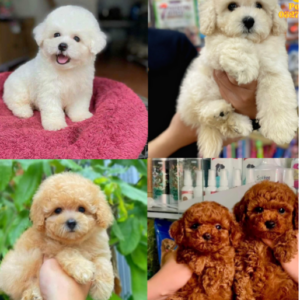 Cửa hàng chó Poodle Quảng Nam