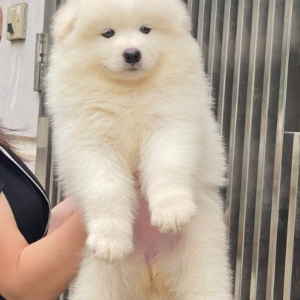 Bán Chó Samoyed – Samoyed Trắng Bông, Mặt Cười, Lông Dày | 0327.663.699