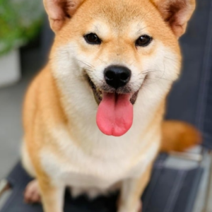 Chó Shiba Inu Đà Nẵng – Mua Bán Shiba 130 đường 2/9, Hải Châu, Đà Nẵng | 0327.663.699