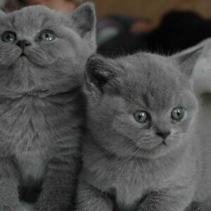 Mèo Anh Lông Dài Đà Nẵng – Mua Bán Mèo ALD Đáng Yêu | 0327.663.699