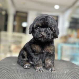 Doku – Poodle Phantom Cái (Siêu Phẩm Màu Hiếm)