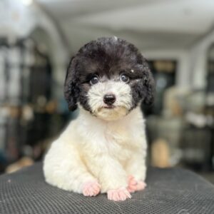 Hazard – Poodle Tiny Bò Sữa Đực